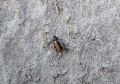 Phyllotreta armoraciae