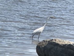 Ardea alba
