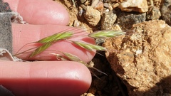 Bromus arenarius