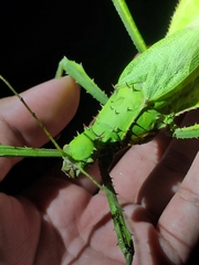 Heteropteryx dilatata