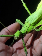 Heteropteryx dilatata