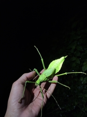 Heteropteryx dilatata