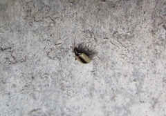 Phyllotreta armoraciae