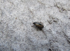 Phyllotreta armoraciae