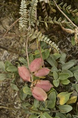 Astragalus anemophilus