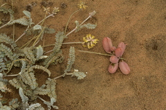 Astragalus anemophilus