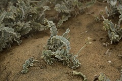 Astragalus anemophilus