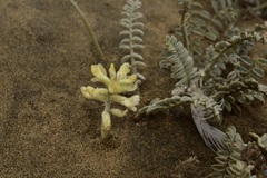 Astragalus anemophilus