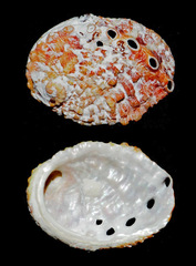 Haliotis jacnensis