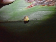 Cyrtarachne inaequalis