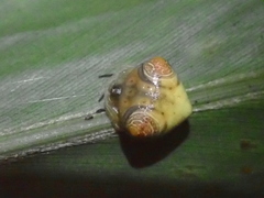 Cyrtarachne inaequalis