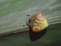 Cyrtarachne inaequalis