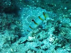 Amblyeleotris randalli