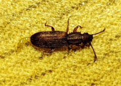 Oryzaephilus surinamensis