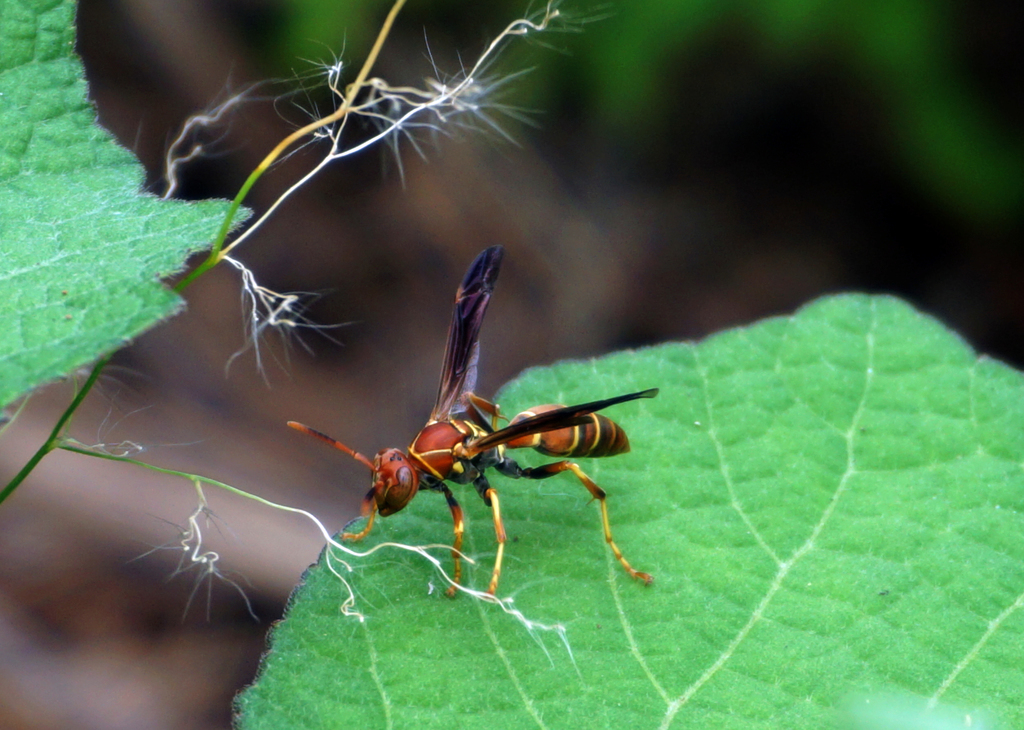 Bahamian Paper Wasp