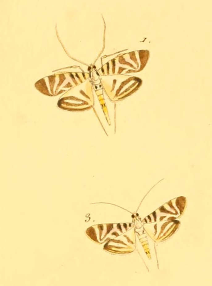 Zebronia perspicalis