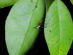 Leucauge wulingensis