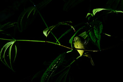 Mionectes oleagineus