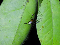 Leucauge wulingensis