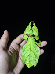 Pulchriphyllium giganteum