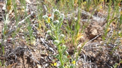 Cryptantha muricata jonesii