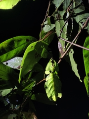 Pulchriphyllium giganteum