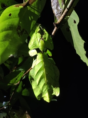 Pulchriphyllium giganteum