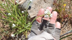 Cryptantha intermedia intermedia