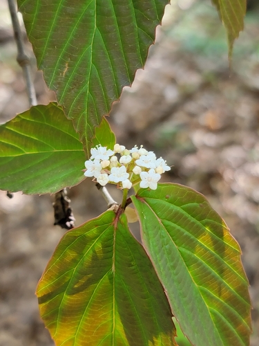 Image of Viburnum setigerum by (c) Navin Sasikumar, some rights reserved (CC BY)