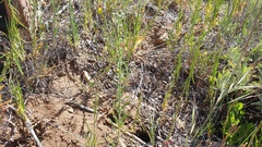 Cryptantha muricata jonesii