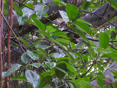 Ficus altissima