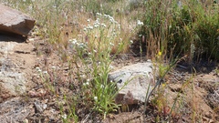 Cryptantha intermedia intermedia