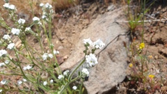 Cryptantha intermedia intermedia