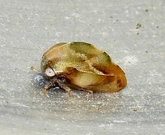 Cyrtolobus discoidalis