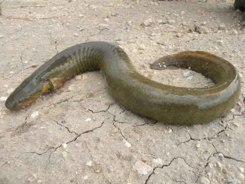 Western Lesser Siren