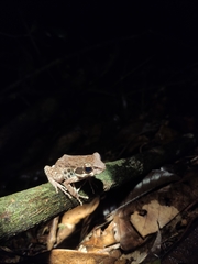 Pulchrana