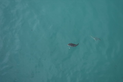 Canthigaster rivulata