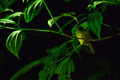 Mionectes oleagineus