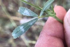 Trifolium bifidum