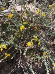 Genista canariensis image