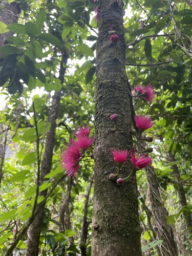 Syzygium malaccense