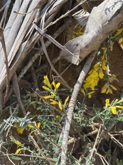 Genista canariensis image