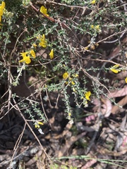 Genista canariensis image