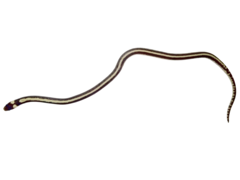 Tantilla semicincta