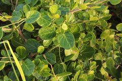 Cynanchum obtusifolium