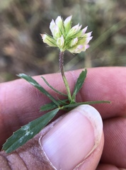 Trifolium bifidum