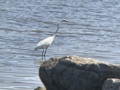 Ardea alba