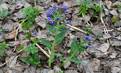 Pulmonaria mollis
