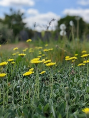 Pilosella officinarum
