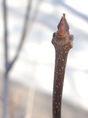 Fraxinus pennsylvanica